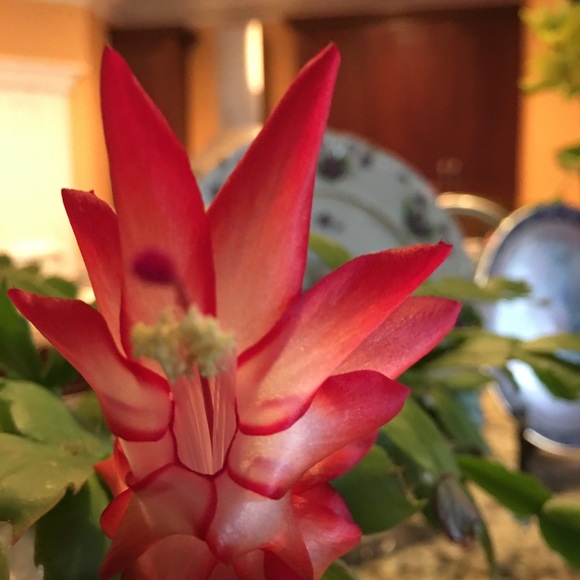 Meet your Posher, Ziep - Picture 1 of 1